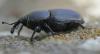 Sphenophorus abbreviatus